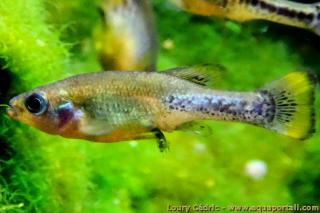 Un Ilyodon xantusi macho
