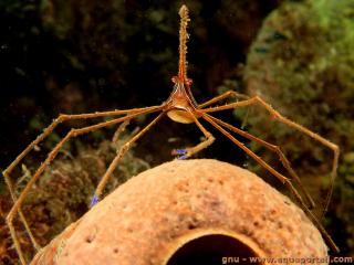 Inachidae (especie Stenorhynchus seticornis)