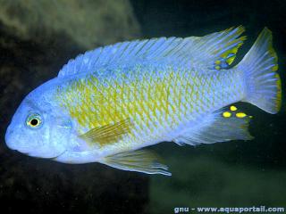 Labeotropheus fuelleborni Mbuna azul macho