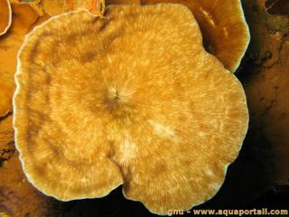 Leptoseris (espce Leptoseris fragilis)