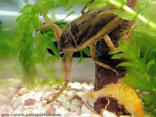 Lethocerus (especie Lethocerus deyrollei)
