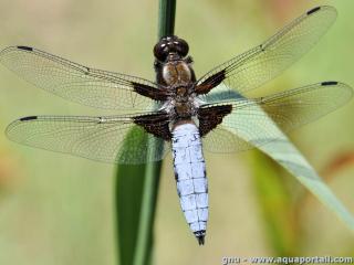 Libellula (espce Libellula depressa)