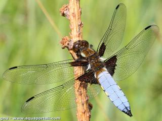 Libellulidae (espèce Libellula depressa)