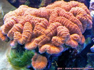 Lobophylliidae (especie Lobophyllia hemprichii)
