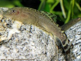 Une loche Sinogastromyzon puliensis sur une roche-galet