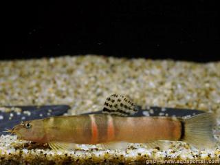 Une loche Sumo Schistura balbeata en aquarium