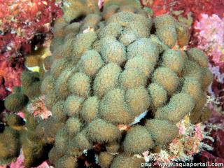 Madracis (especie Madracis decactis)