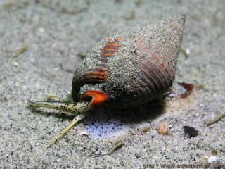 Nassariidae (espèce Nassarius tiarula)