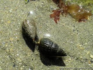 Nassarius reticulatus