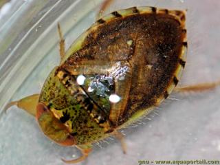 Naucoridae (espce Pelocoris femoratus)