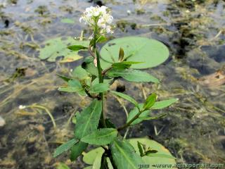 Neobeckia aquatica en fleurs