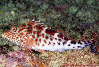 Notocirrhitus (especie Notocirrhitus splendens)