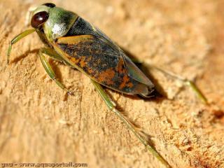 Notonecta (espce Notonecta maculata)