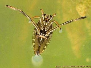 Notonectidae (espce Notonecta glauca)