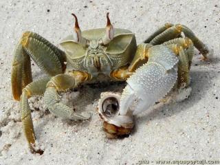 Ocypode (especie Ocypode ceratophthalmus)