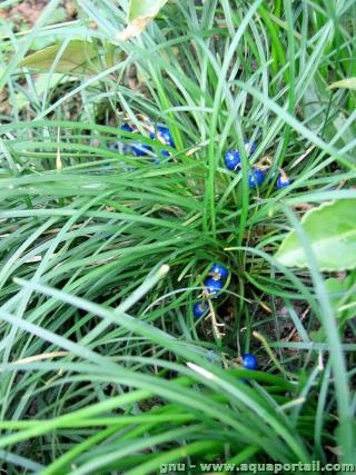 Ophiopogon (especie Ophiopogon japonicus)