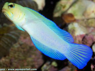 Opistognathus aurifrons (Opistognathidae) en aquarium