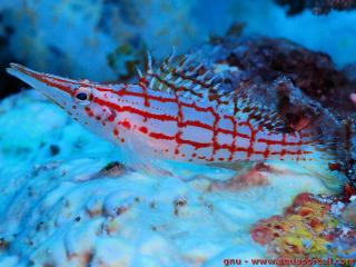 Oxycirrhites typus