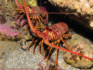 Panulirus (especie Panulirus interruptus)