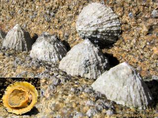 Patellidae (especie Patella rustica)
