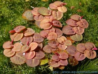 Phyllanthus (especie Phyllanthus fluitans)