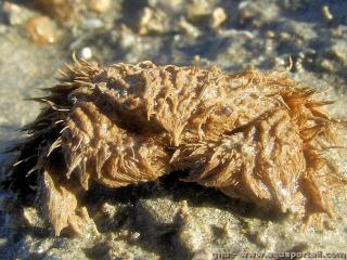 Pilumnidae (especie Pilumnus vespertilio)
