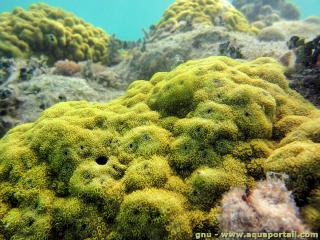 Poritidae (especie Porites sp Caraïbes)