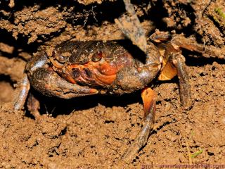 Potamidae (espèce Potamon ibericum)