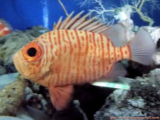 Priacanthidae (espèce Pseudopriacanthus (Pristigenys) niphonia)