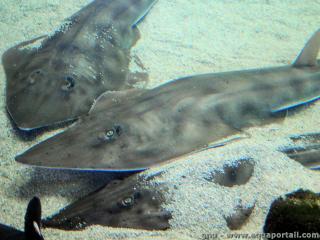 Rhinobatidae (espèce Rhinobatos productus)