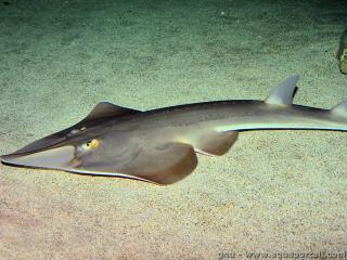 Rhinobatos (espce Rhinobatos rhinobatos)