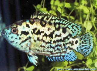 Juvnile Rocio octofasciata Blue Dempsey