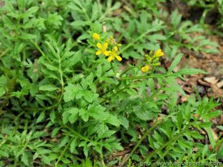 Rorippa (espce Rorippa sylvestris)