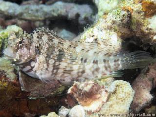 Une blennie Salarias fasciatus