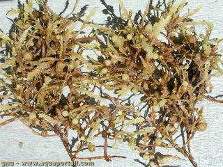 Sargassaceae (especie Sargassum fluitans)