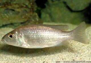 Une femelle Sciaenochromis fryeri