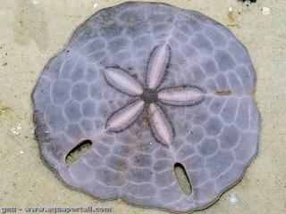 Sculpsitechinus (espèce Sculpsitechinus tenuissimus)