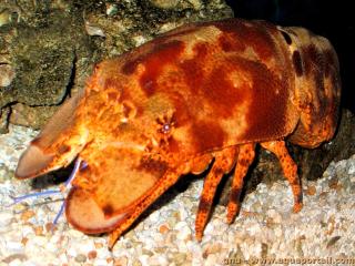 Scyllaridae (especie Parribacus antarcticus)