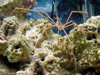Stenorhynchus seticornis