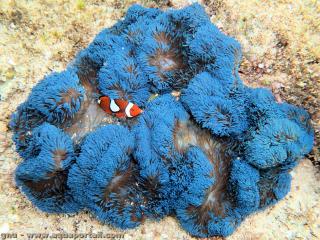 Stichodactyla (espce Stichodactyla gigantea avec le poisson-clown Amphiprion percula)