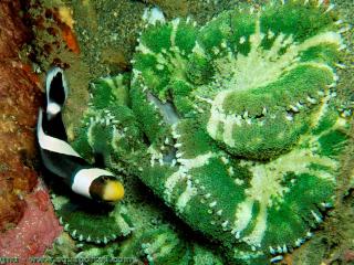 Anmona de Haddon Stichodactyla haddoni con Amphiprion clarkii