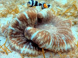 Anmona Stichodactyla haddoni con pez payaso Amphiprion polymnus