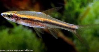Un macho de Trigonopoma gracile en un acuario