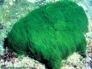 Udoteaceae (especie Chlorodesmis fastigiata)