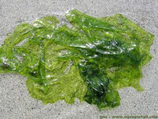 Ulvaceae (espce Ulva rigida)