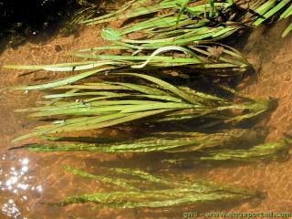 Vallisneria americana en un ro