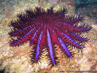 Acanthaster (especie Acanthaster planci)
