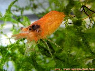 Caridina thambipillai de color naranja sunkist