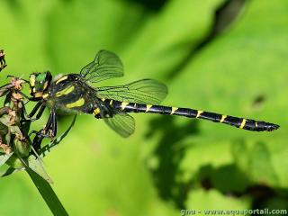 Cordulegaster (espce Cordulegaster bidentata)