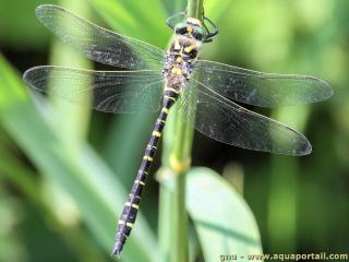 Cordulegastridae (espèce Cordulegaster boltonii)